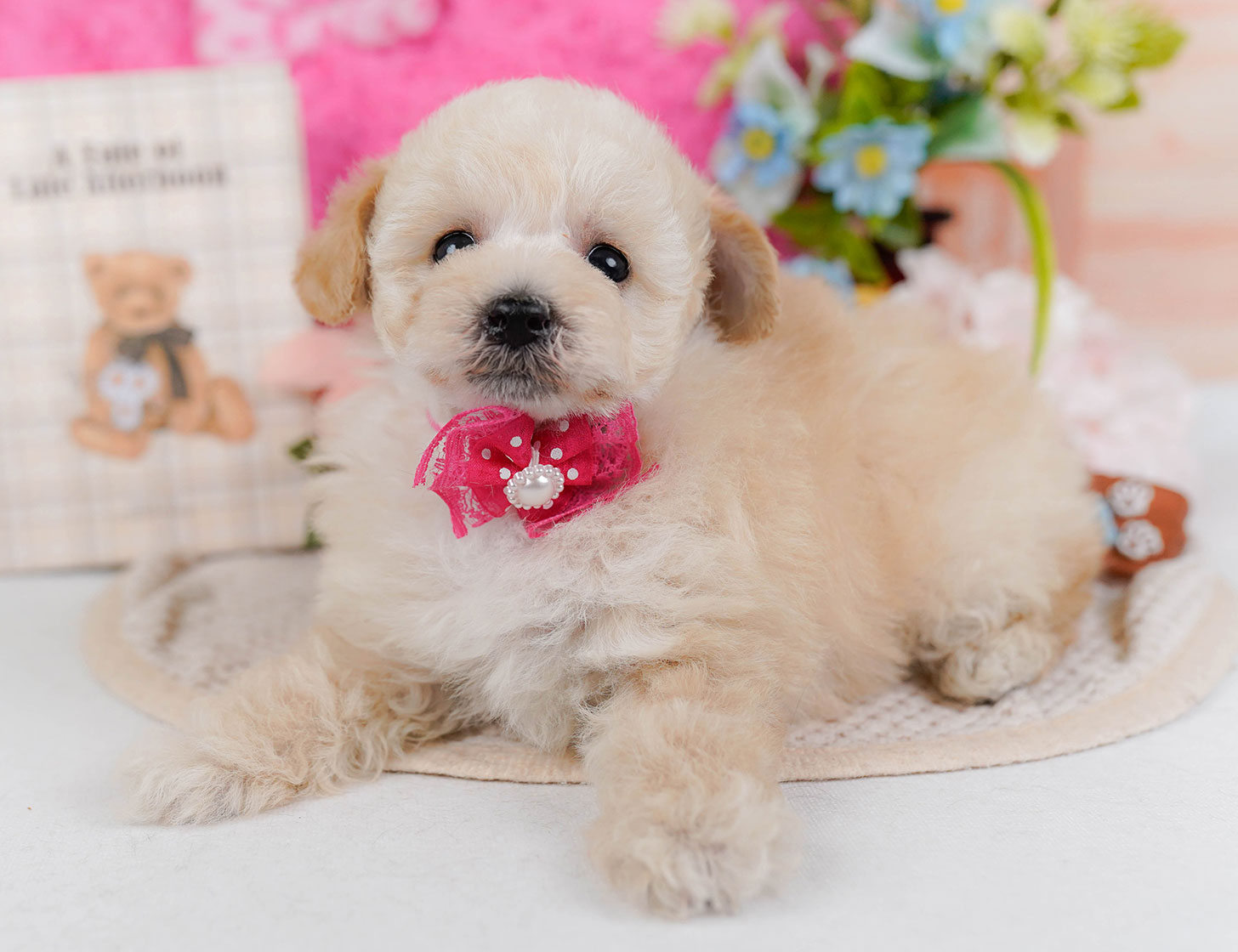 タイニー・プードル | 女の子 | クリーム | 2025年10月21日