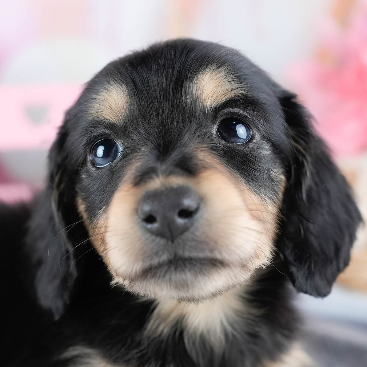 ミニチュア・ダックスフンド(ロング) | 男の子 | ブラック&タン | 2025年10月21日