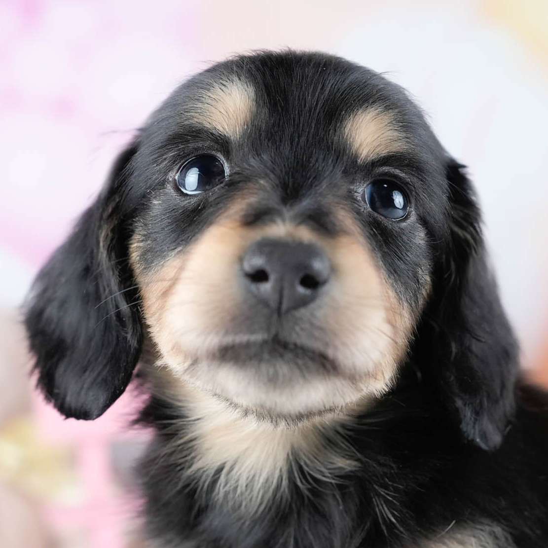 ミニチュア・ダックスフンド(ロング) | 男の子 | ブラック&タン | 2025年10月21日