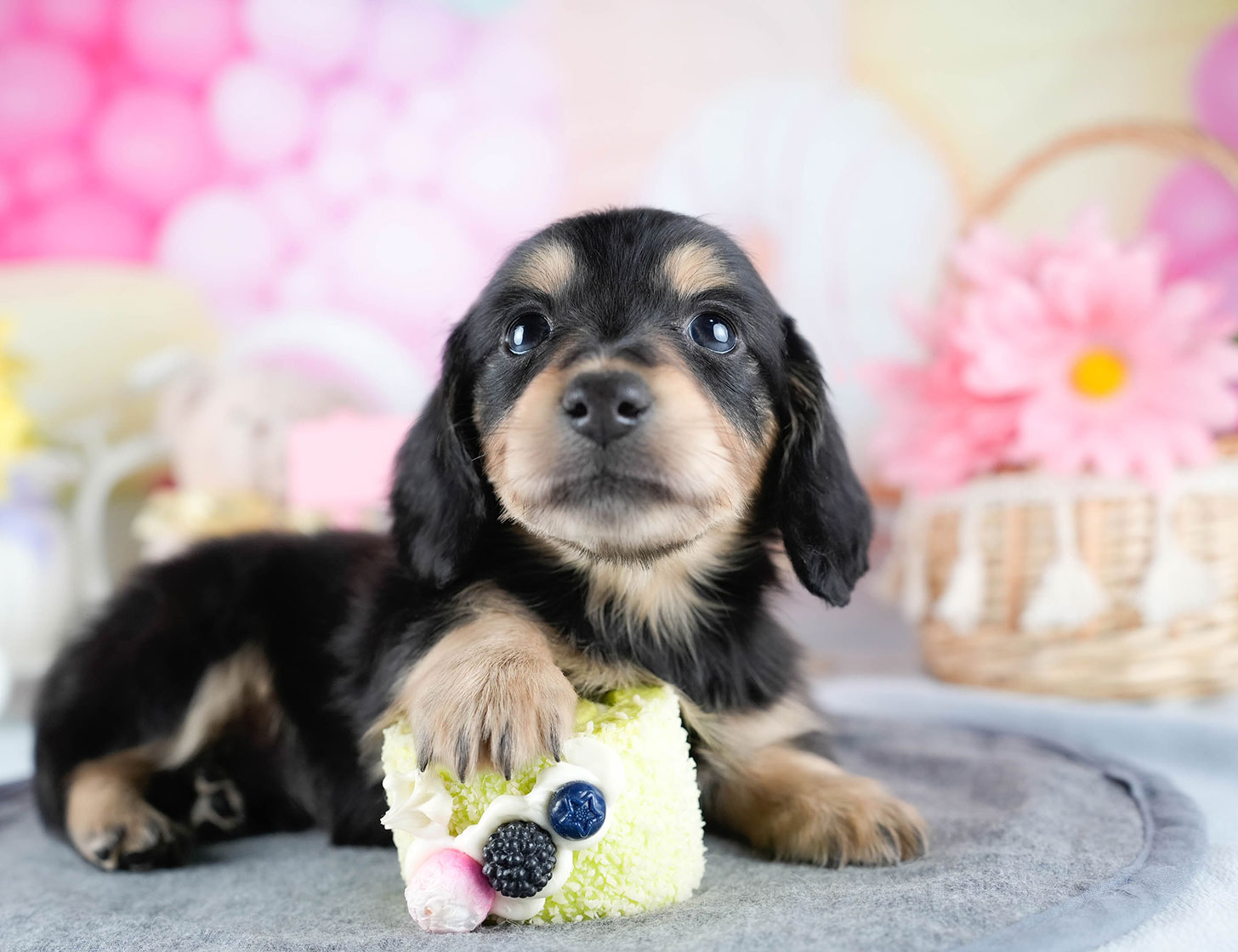 ミニチュア・ダックスフンド(ロング) | 男の子 | ブラック&タン | 2025年10月21日