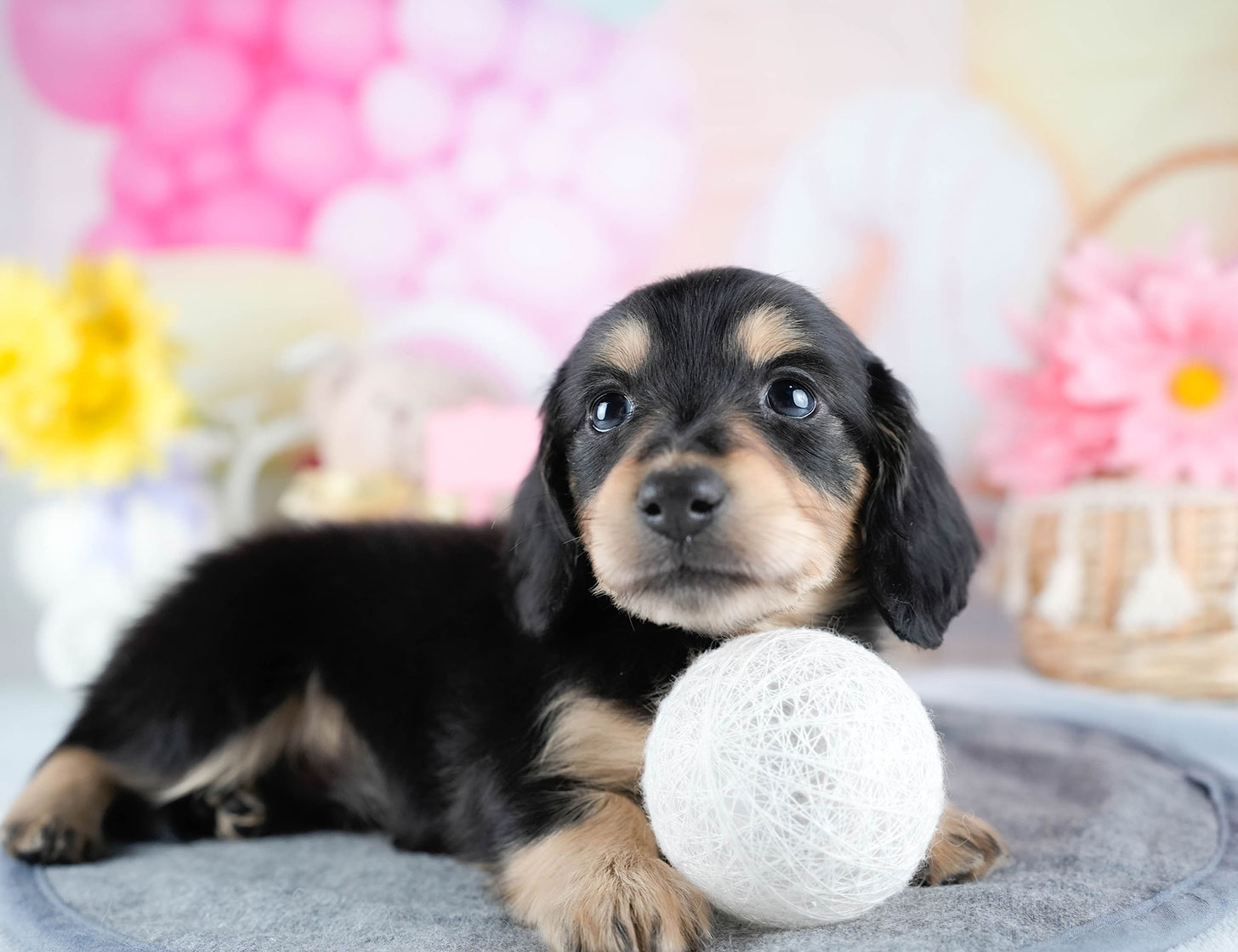 ミニチュア・ダックスフンド(ロング) | 男の子 | ブラック&タン | 2025年10月21日