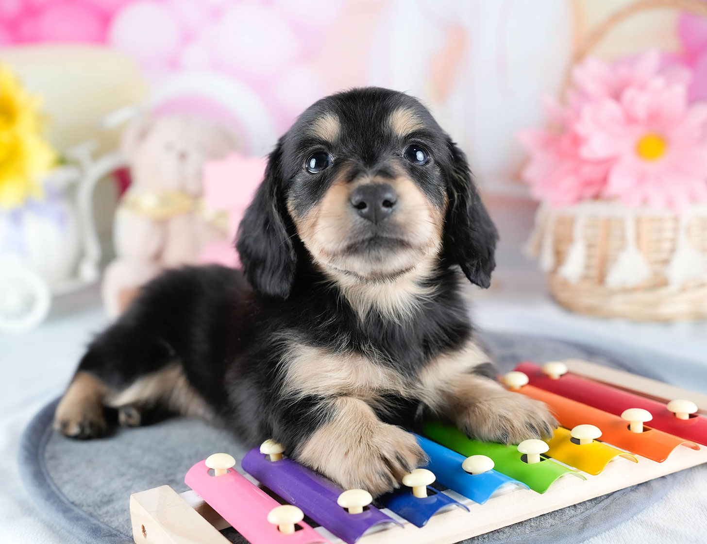 ミニチュア・ダックスフンド(ロング) | 男の子 | ブラック&タン | 2025年10月21日