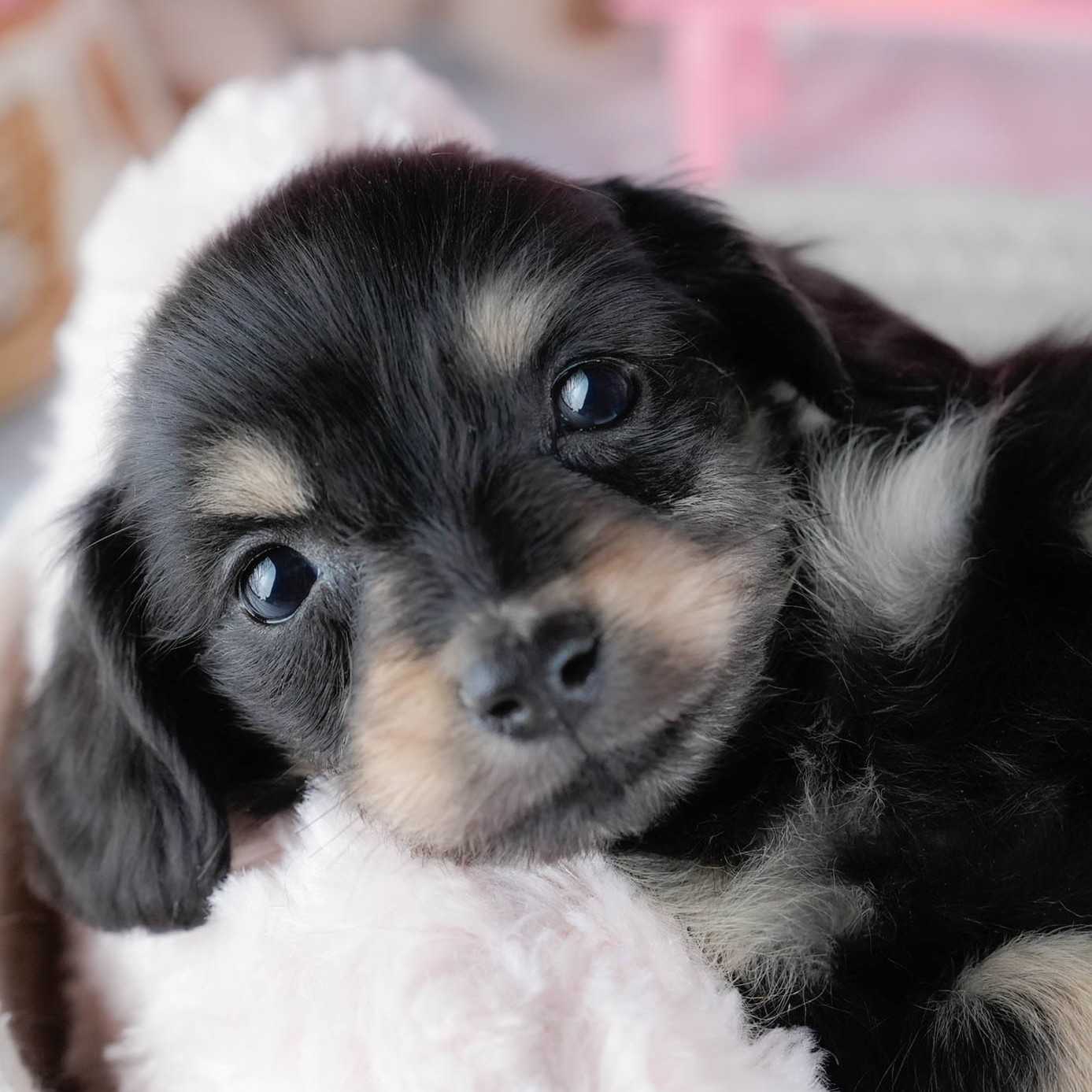 ミニチュア・ダックスフンド(ロング) | 女の子 | ブラック&イエロー | 2025年10月21日