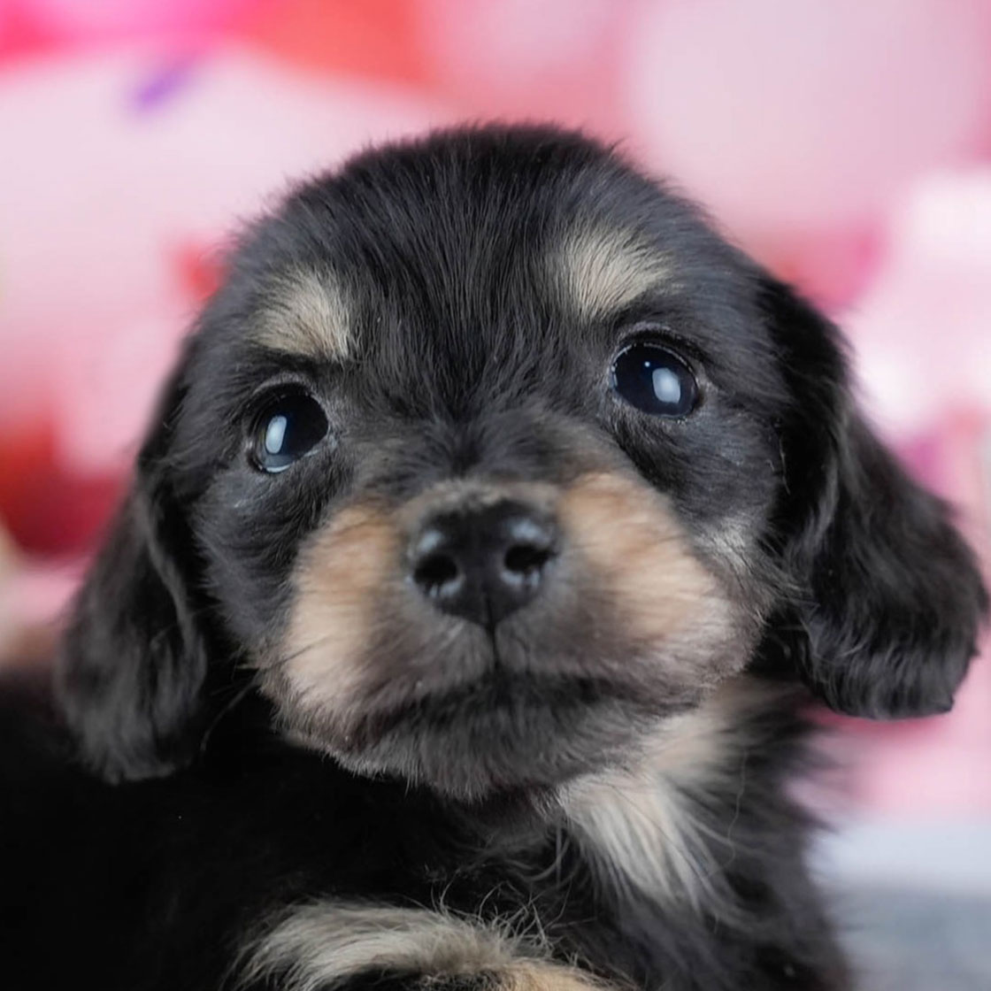 ミニチュア・ダックスフンド(ロング) | 女の子 | ブラック＆イエロー | 2025年10月21日