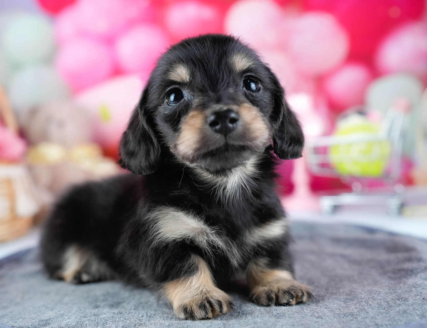 ミニチュア・ダックスフンド(ロング) | 女の子 | ブラック&イエロー | 2025年10月21日