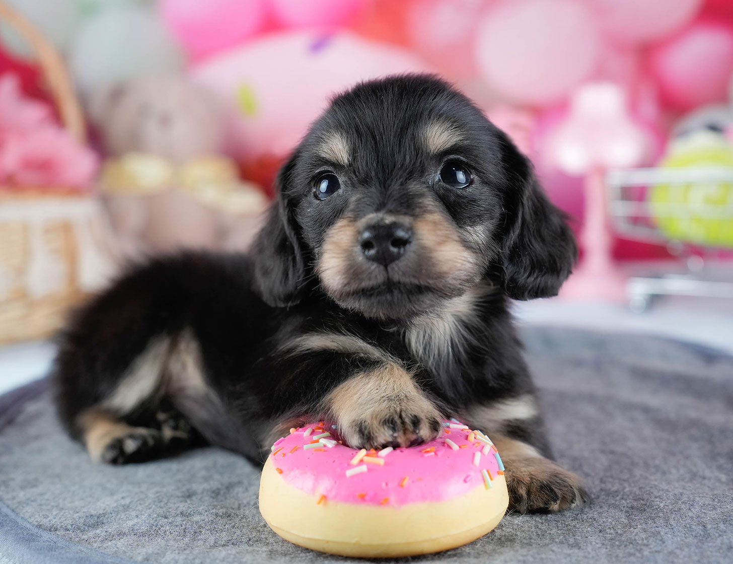 ミニチュア・ダックスフンド(ロング) | 女の子 | ブラック＆イエロー | 2025年10月21日