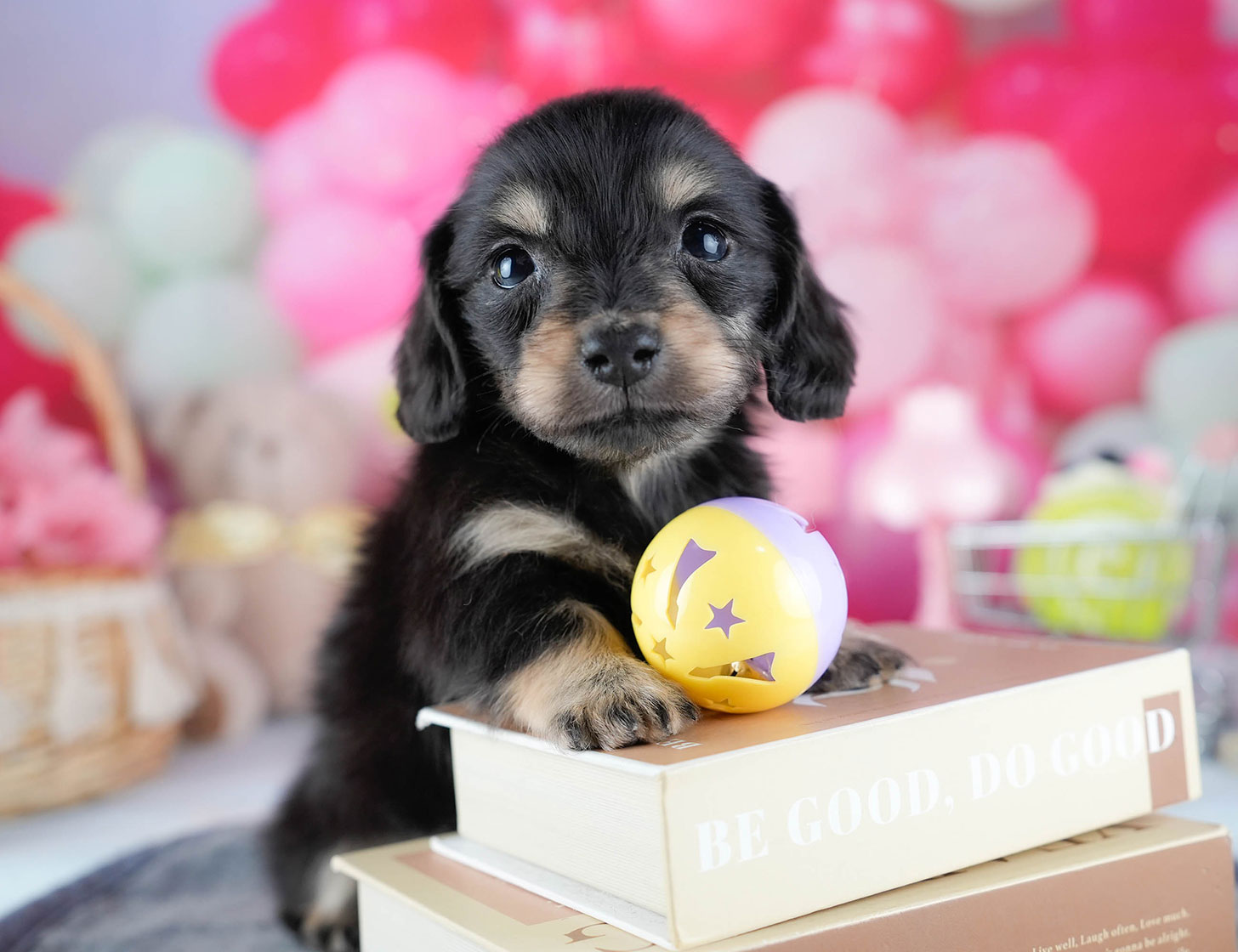 ミニチュア・ダックスフンド(ロング) | 女の子 | ブラック&イエロー | 2025年10月21日