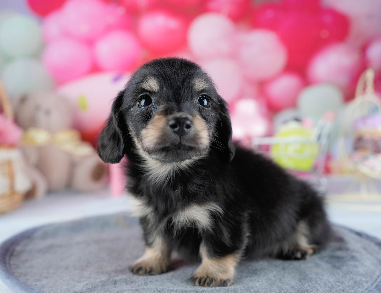 ミニチュア・ダックスフンド(ロング) | 女の子 | ブラック&イエロー | 2025年10月21日