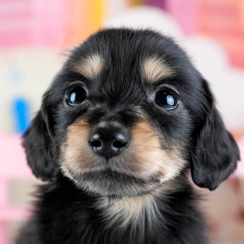 ミニチュア・ダックスフンド(ロング) | 男の子 | ブラック&イエロー | 2025年10月21日