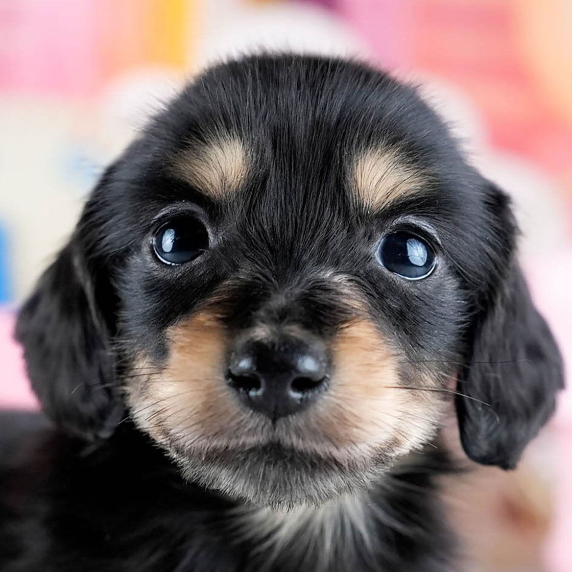 ミニチュア・ダックスフンド(ロング) | 男の子 | ブラック＆イエロー | 2025年10月21日