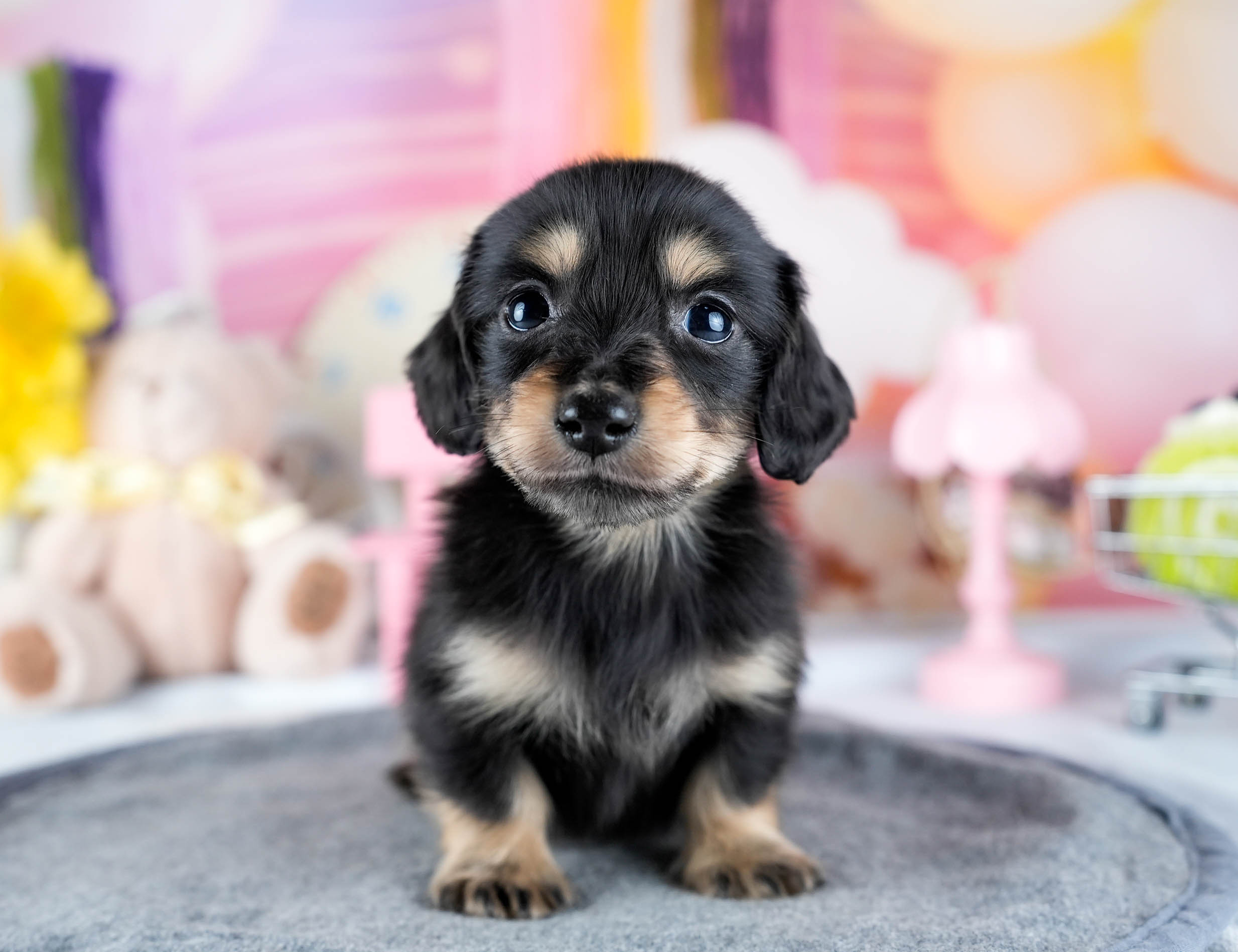 ミニチュア・ダックスフンド(ロング) | 男の子 | ブラック＆イエロー | 2025年10月21日