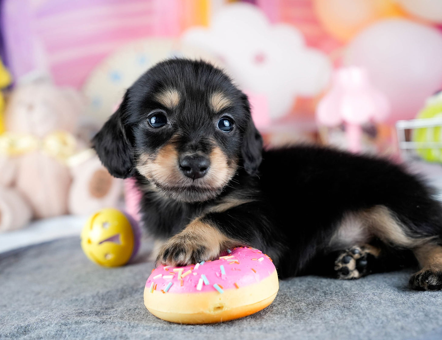 ミニチュア・ダックスフンド(ロング) | 男の子 | ブラック＆イエロー | 2025年10月21日