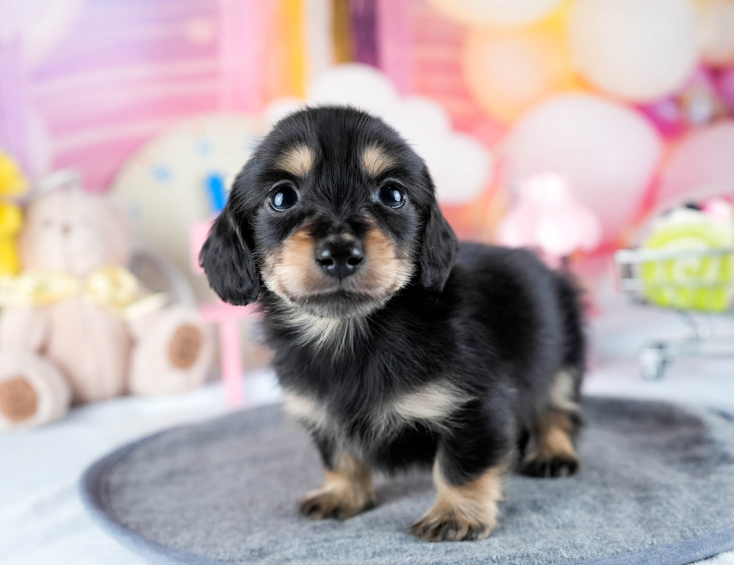 ミニチュア・ダックスフンド(ロング) | 男の子 | ブラック＆イエロー | 2025年10月21日