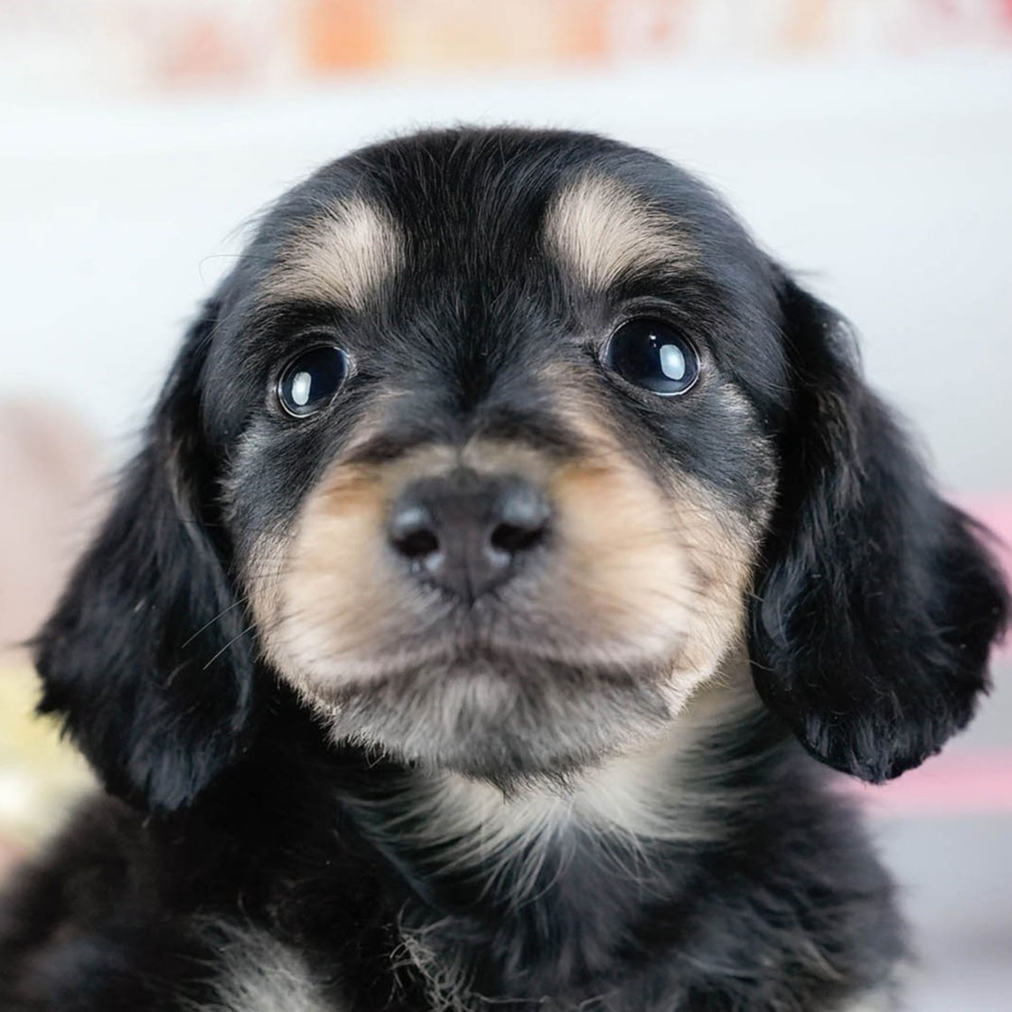 ミニチュア・ダックスフンド(ロング) | 男の子 | ブラック＆イエロー | 2025年10月21日