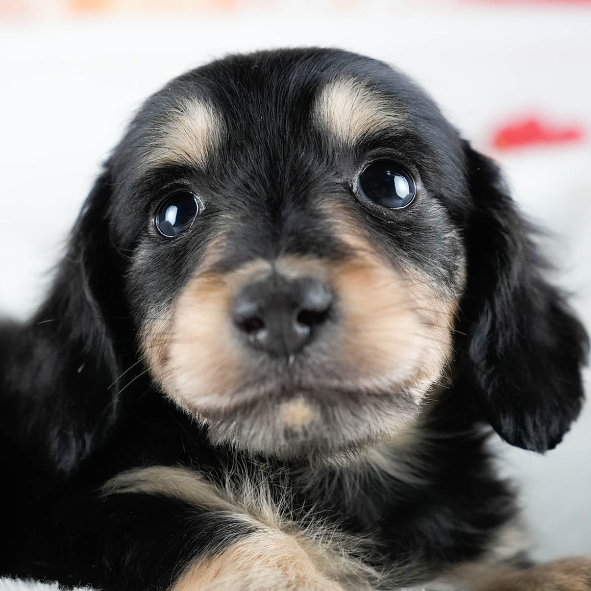 ミニチュア・ダックスフンド(ロング) | 男の子 | ブラック&イエロー | 2025年10月21日