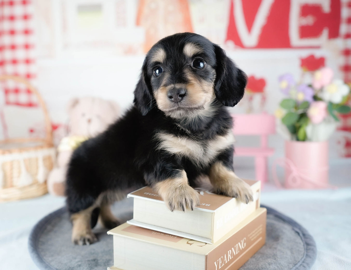 ミニチュア・ダックスフンド(ロング) | 男の子 | ブラック&イエロー | 2025年10月21日