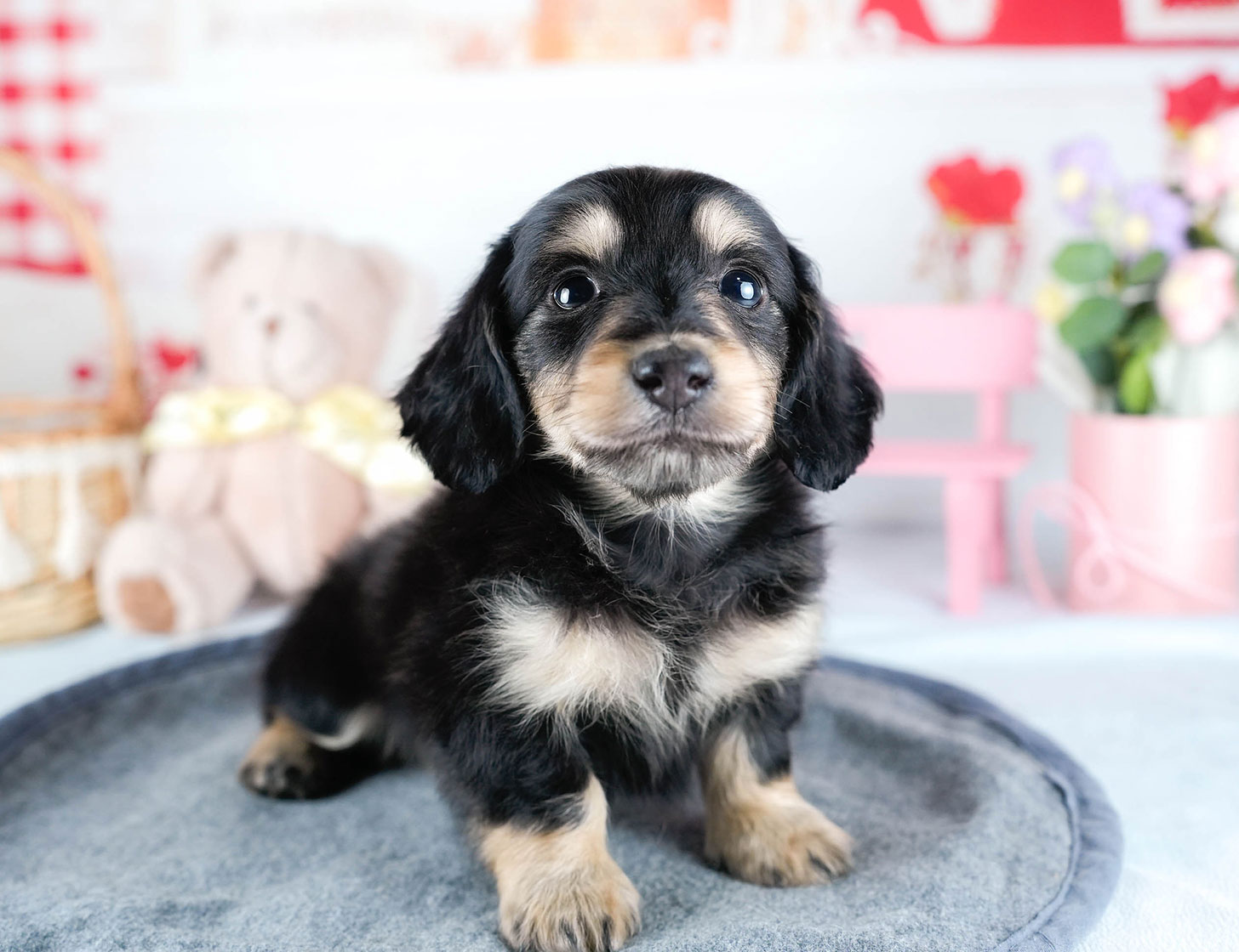 ミニチュア・ダックスフンド(ロング) | 男の子 | ブラック＆イエロー | 2025年10月21日