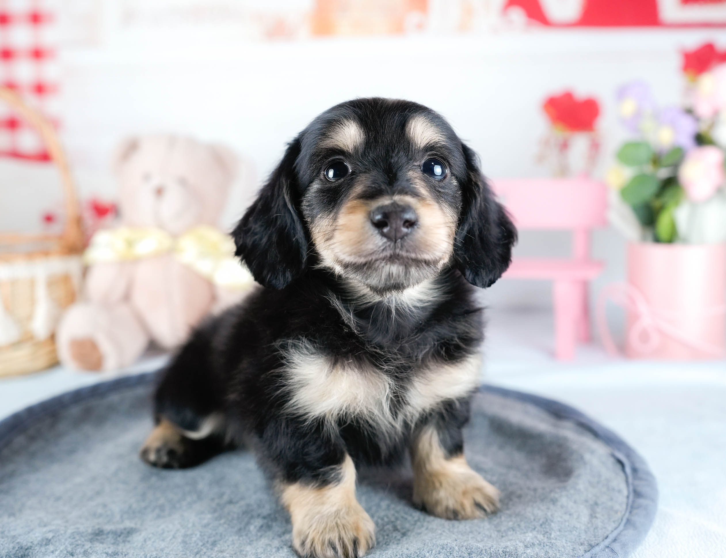 ミニチュア・ダックスフンド(ロング) | 男の子 | ブラック&イエロー | 2025年10月21日