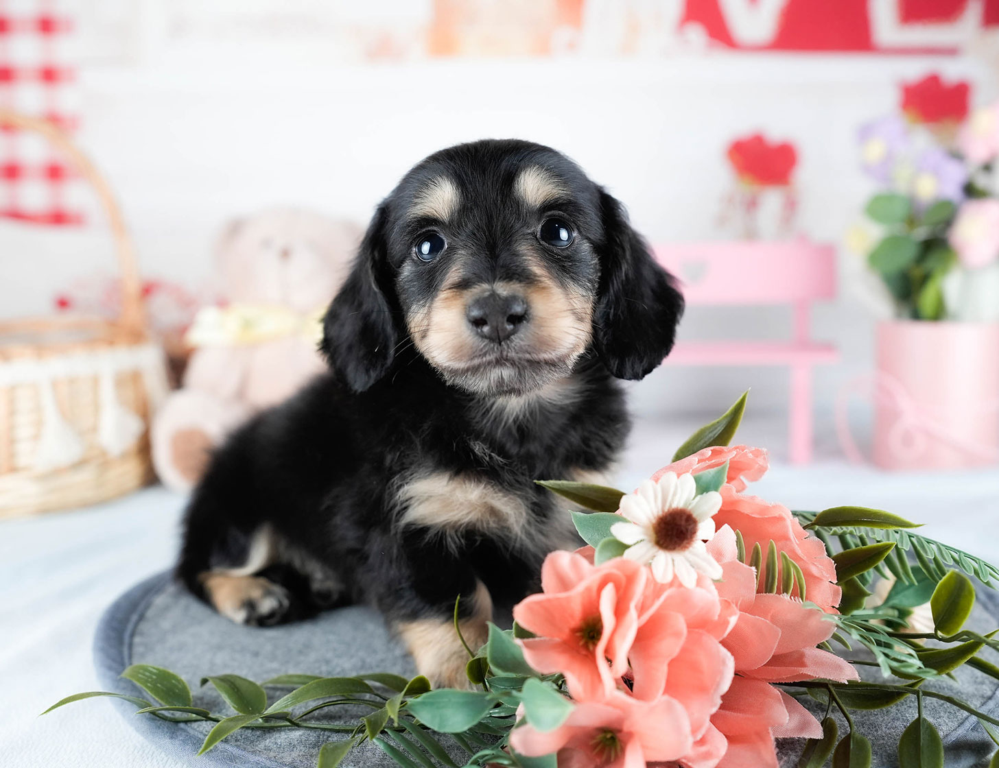 ミニチュア・ダックスフンド(ロング) | 男の子 | ブラック&イエロー | 2025年10月21日