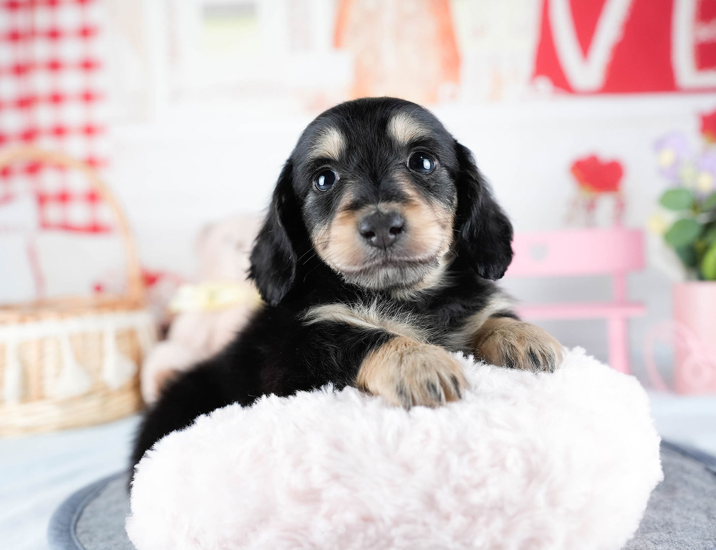 ミニチュア・ダックスフンド(ロング) | 男の子 | ブラック&イエロー | 2025年10月21日