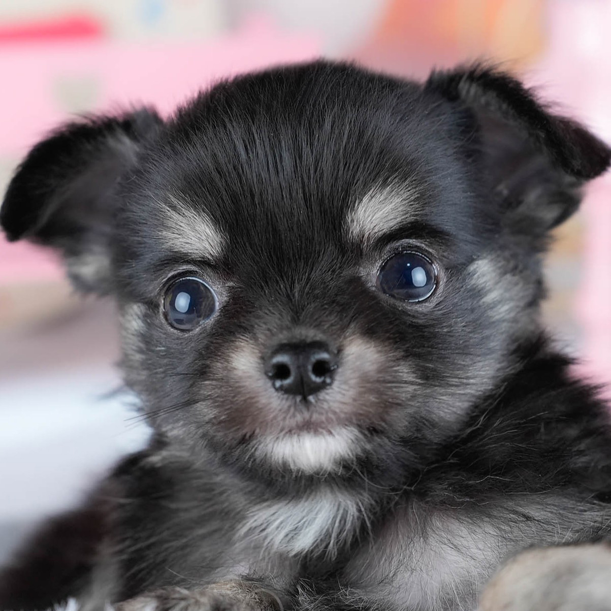 チワワ(ロング) | 男の子 | ブラック&タン | 2025年10月21日