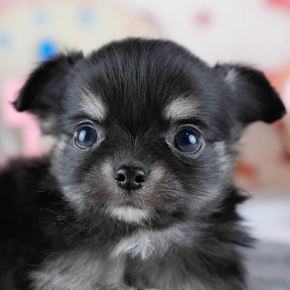 チワワ(ロング) | 男の子 | ブラック＆タン | 2025年10月21日