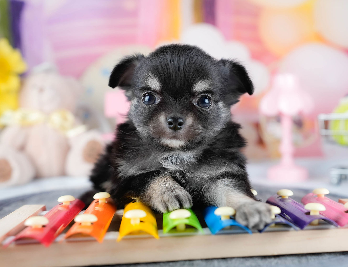 チワワ(ロング) | 男の子 | ブラック&タン | 2025年10月21日