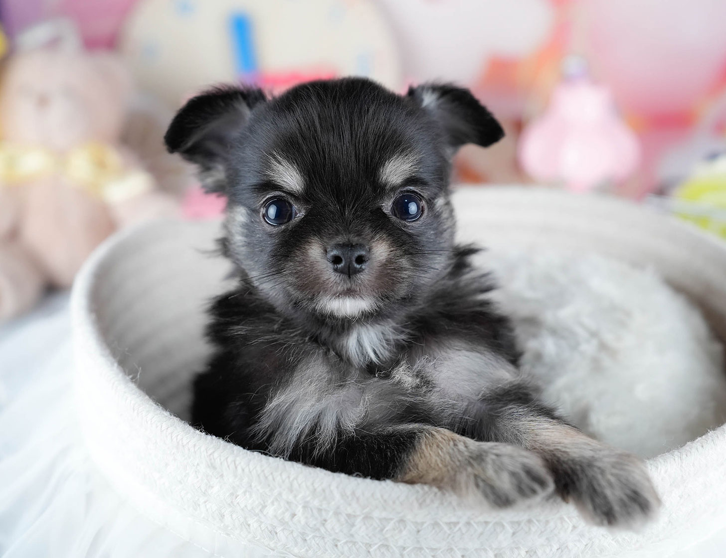 チワワ(ロング) | 男の子 | ブラック＆タン | 2025年10月21日