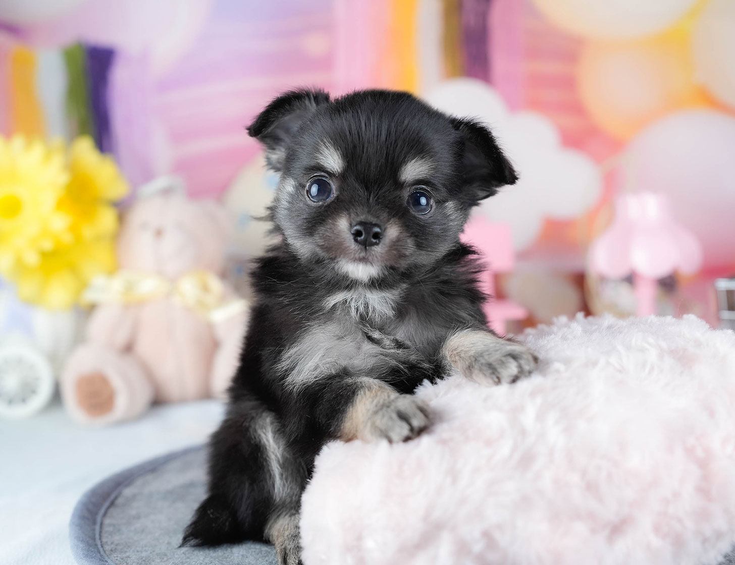 チワワ(ロング) | 男の子 | ブラック&タン | 2025年10月21日