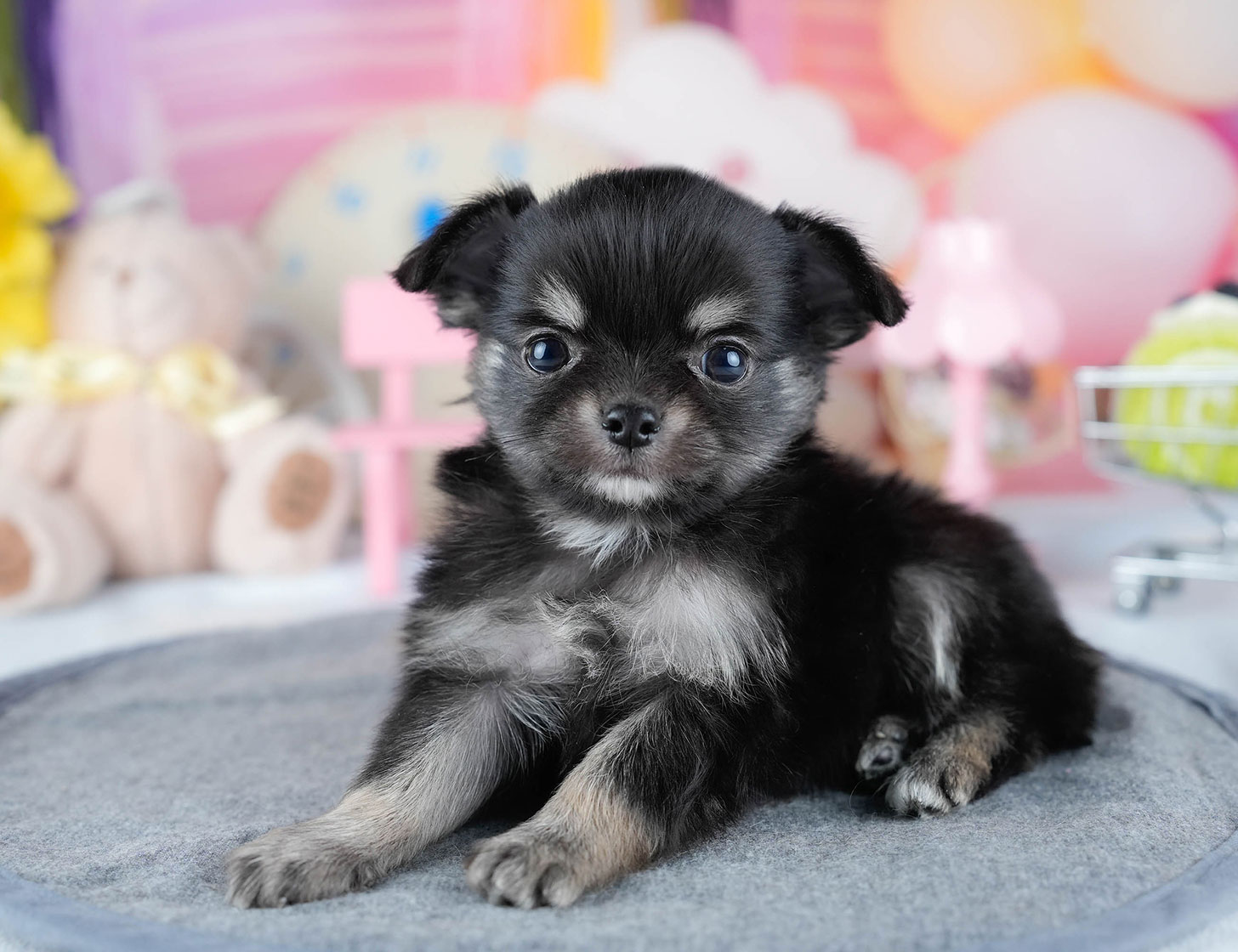 チワワ(ロング) | 男の子 | ブラック&タン | 2025年10月21日