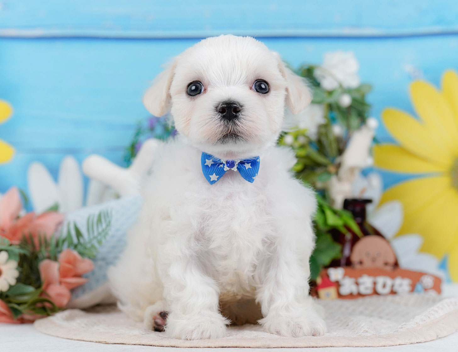 マルチーズ | 男の子 | ホワイト | 2025年10月22日