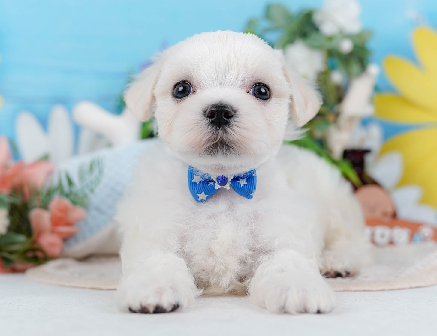 マルチーズ | 男の子 | ホワイト | 2025年10月22日