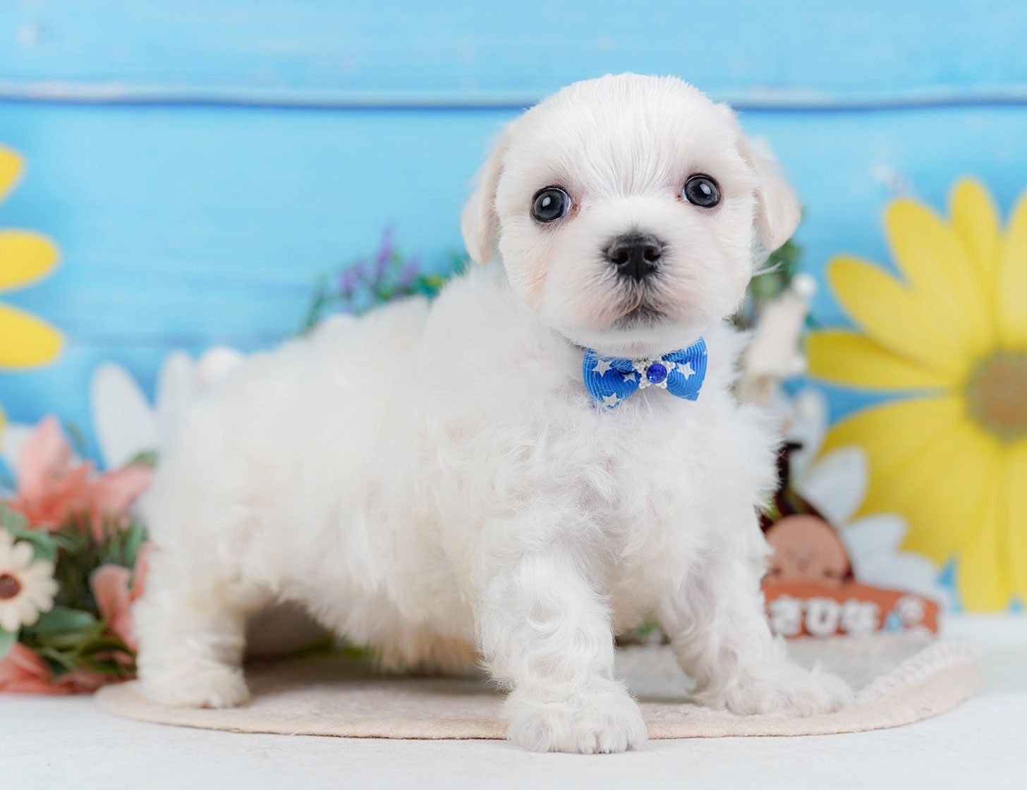 マルチーズ | 男の子 | ホワイト | 2025年10月22日