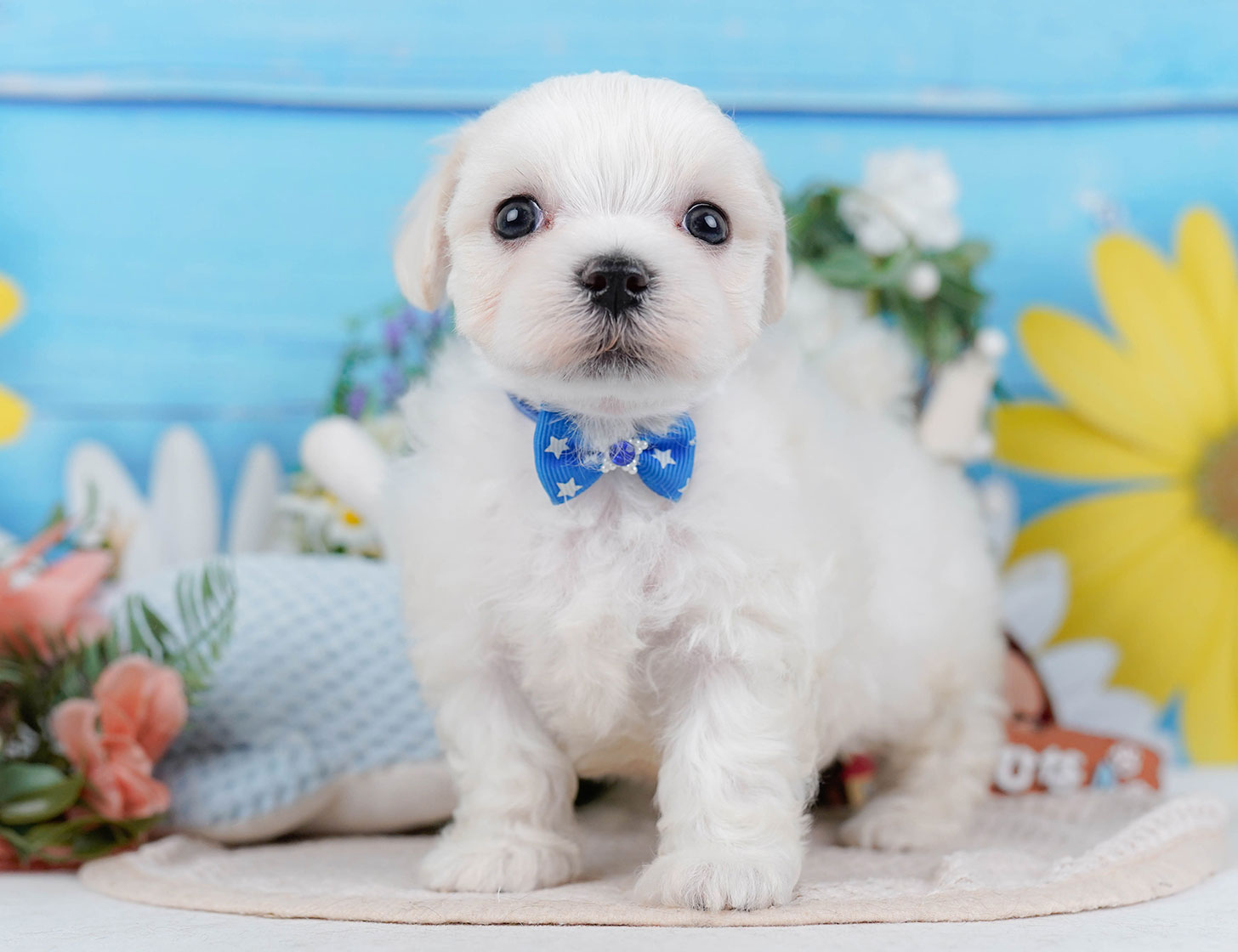 マルチーズ | 男の子 | ホワイト | 2025年10月22日