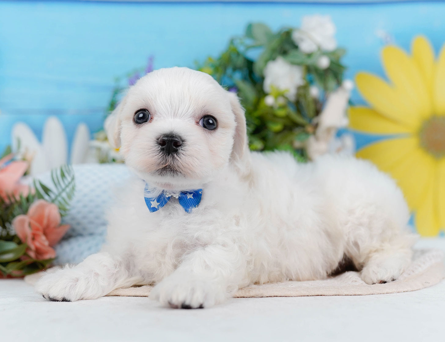 マルチーズ | 男の子 | ホワイト | 2025年10月22日