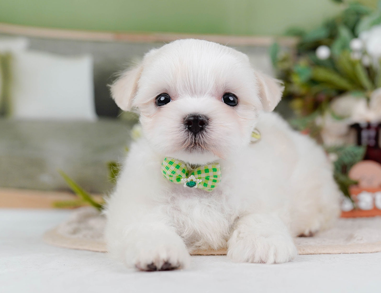 マルチーズ | 男の子 | ホワイト | 2025年10月22日