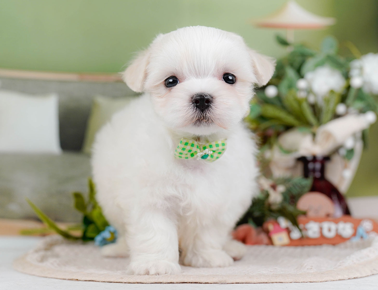 マルチーズ | 男の子 | ホワイト | 2025年10月22日