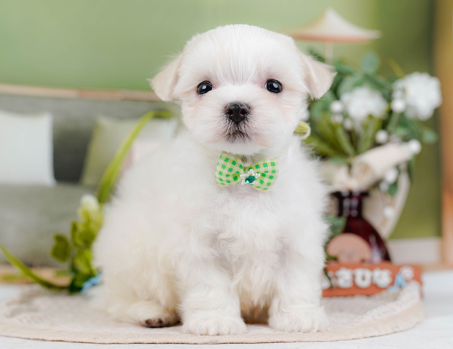 マルチーズ | 男の子 | ホワイト | 2025年10月22日