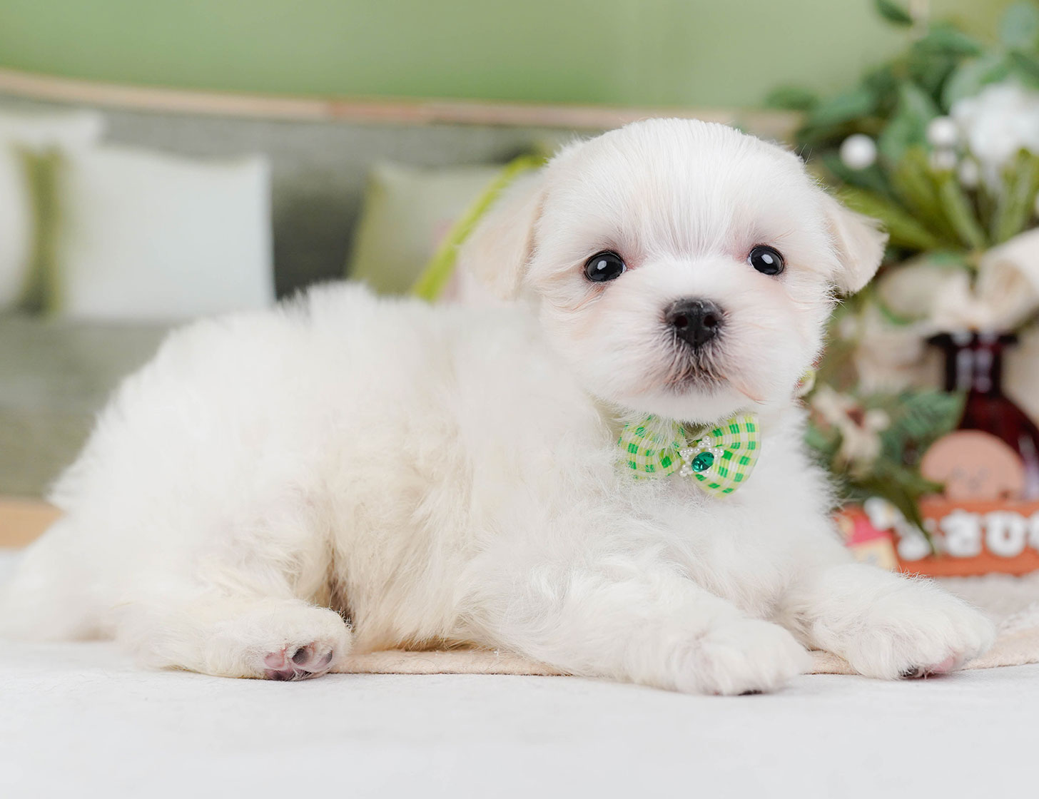 マルチーズ | 男の子 | ホワイト | 2025年10月22日
