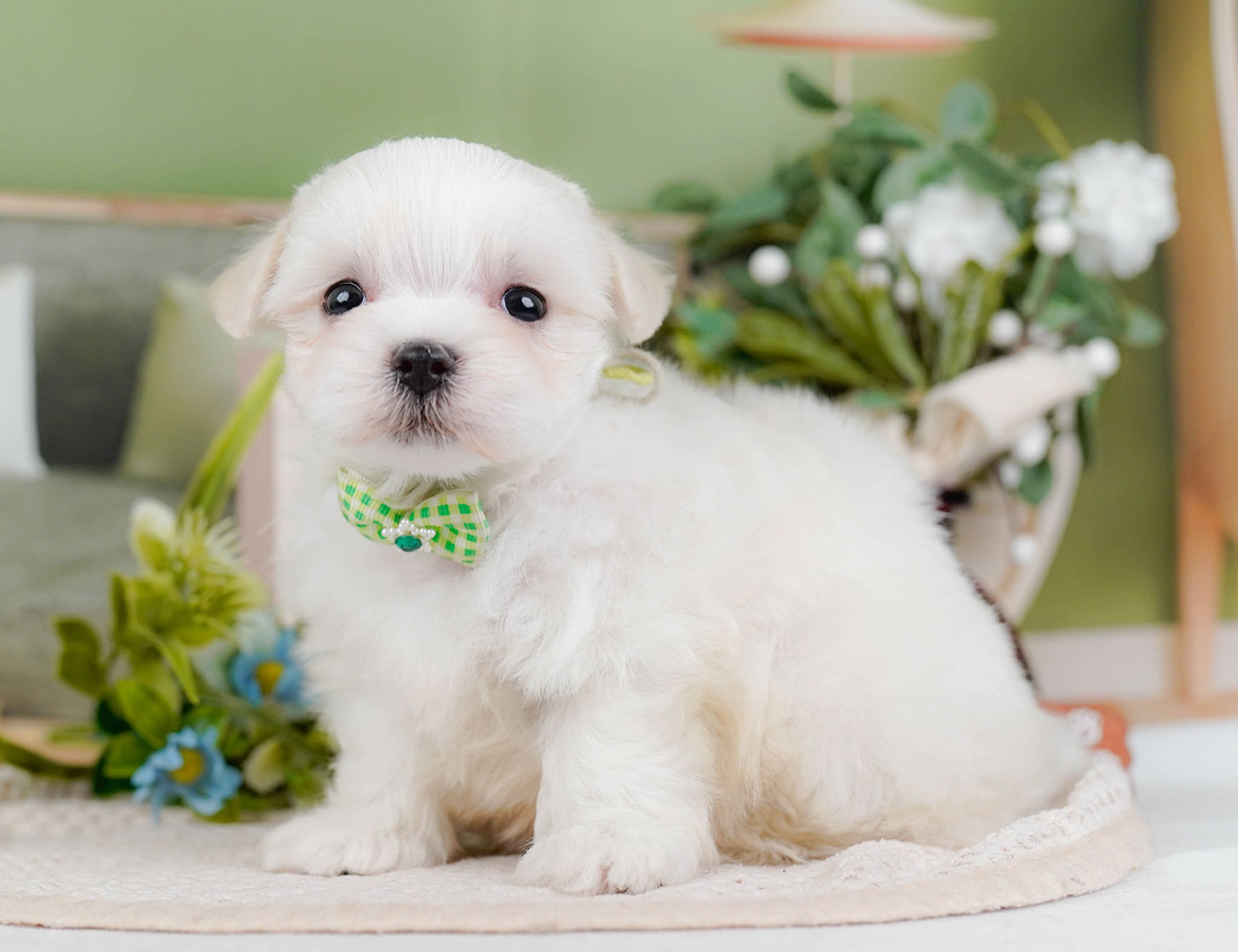 マルチーズ | 男の子 | ホワイト | 2025年10月22日