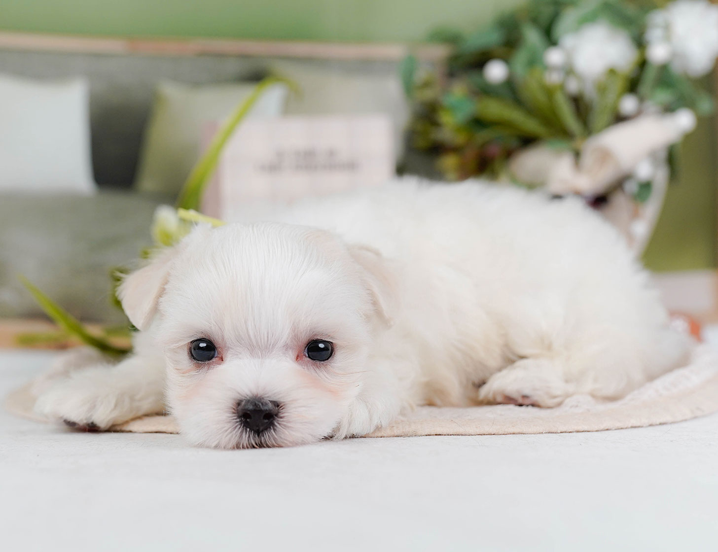 マルチーズ | 男の子 | ホワイト | 2025年10月22日