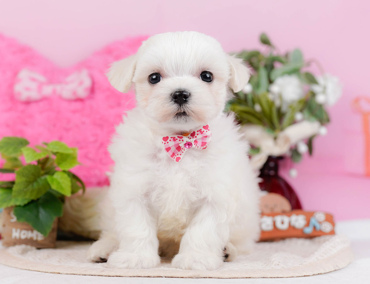 マルチーズ | 女の子 | ホワイト | 2025年10月22日