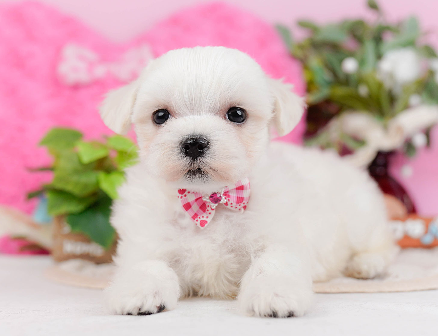 マルチーズ | 女の子 | ホワイト | 2025年10月22日