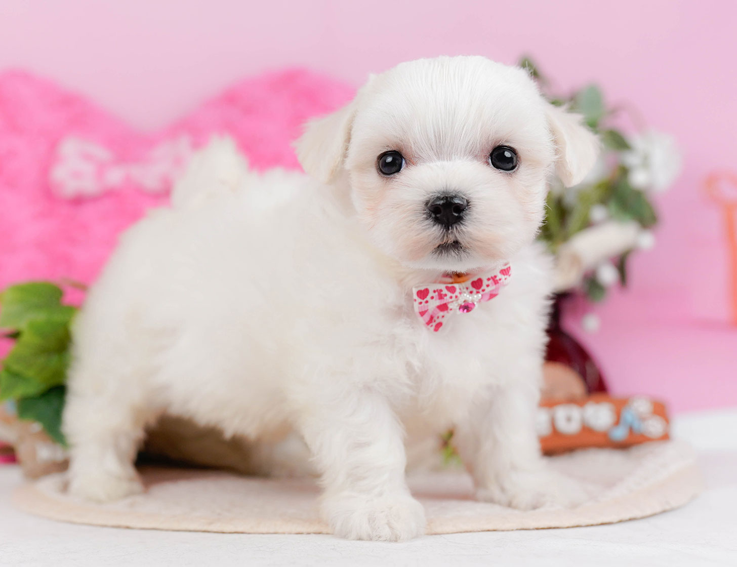 マルチーズ | 女の子 | ホワイト | 2025年10月22日