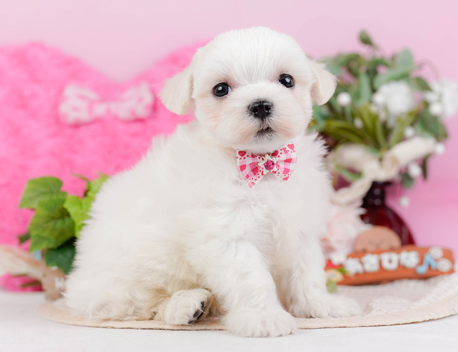 マルチーズ | 女の子 | ホワイト | 2025年10月22日
