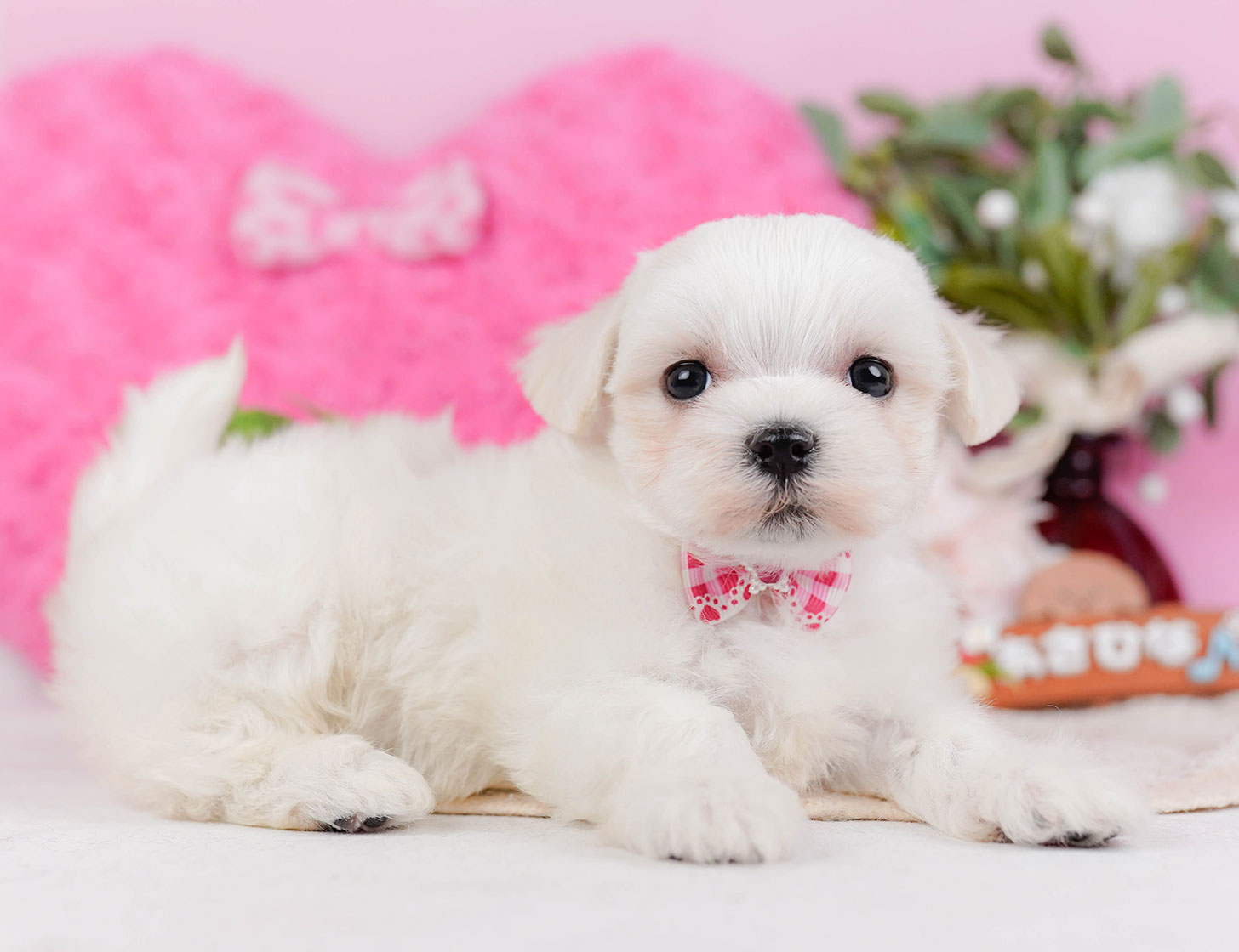 マルチーズ | 女の子 | ホワイト | 2025年10月22日