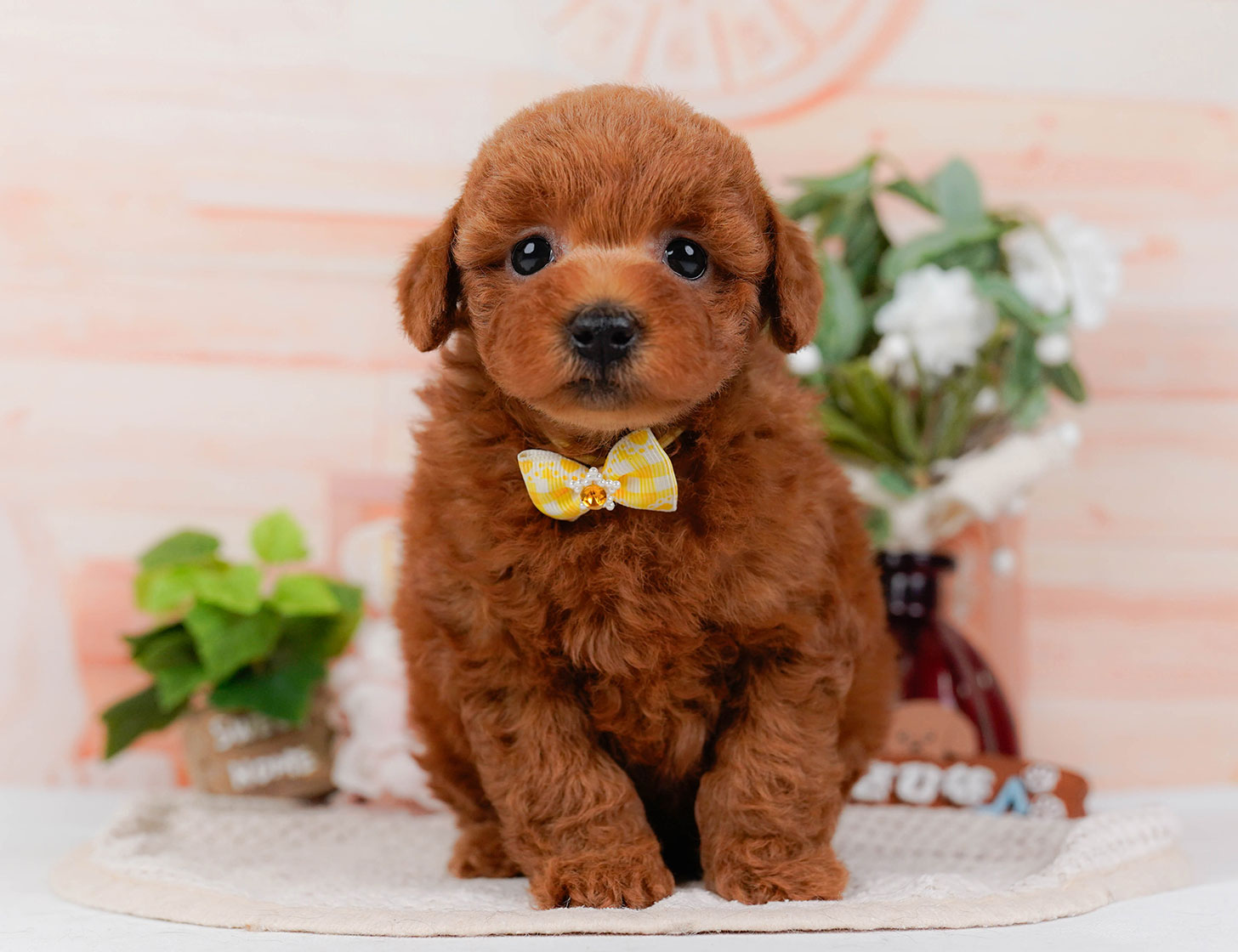 トイ・プードル | 女の子 | レッド | 2025年10月22日