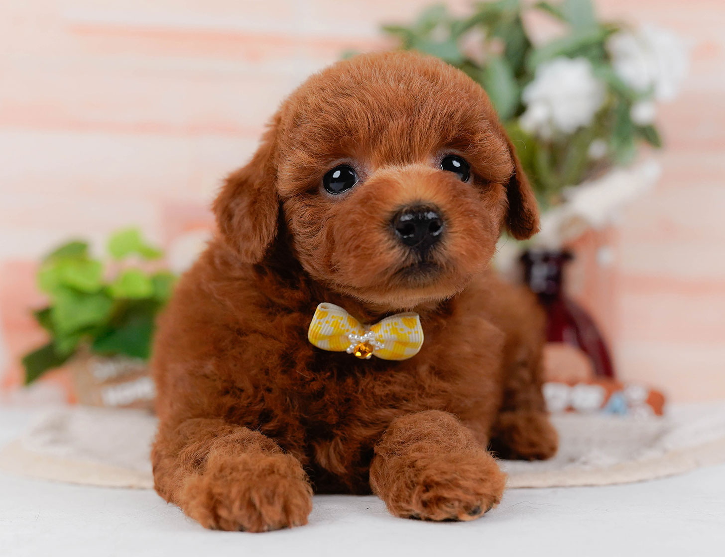 トイ・プードル | 女の子 | レッド | 2025年10月22日