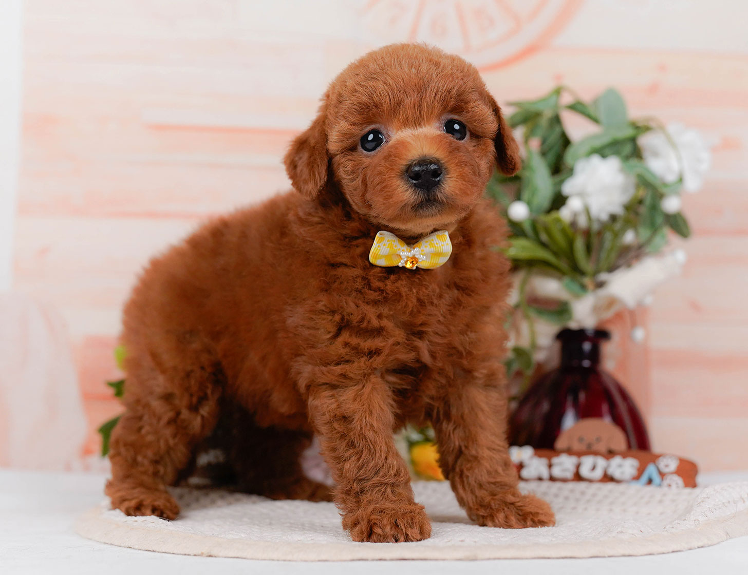 トイ・プードル | 女の子 | レッド | 2025年10月22日