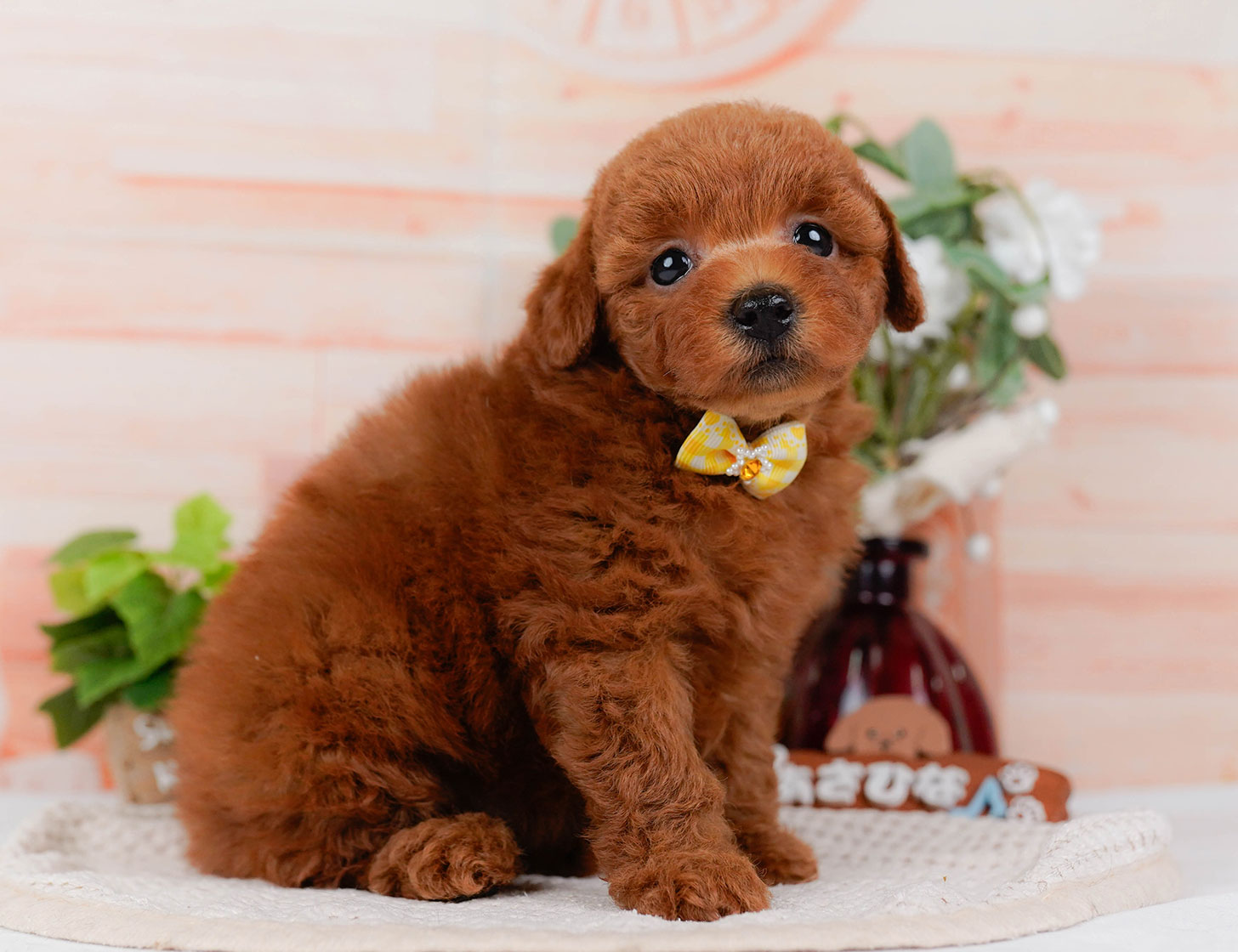 トイ・プードル | 女の子 | レッド | 2025年10月22日